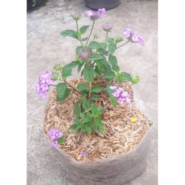 

Lantana ungu