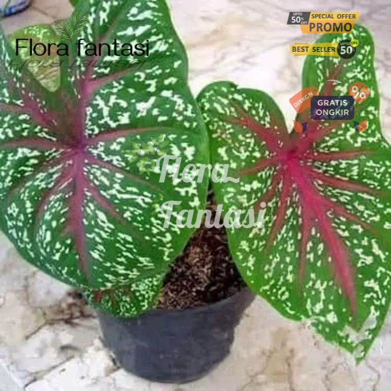 promo keladi red star murah-tanaman hias keladi (Tanaman hias hidup indoor murah besar dan rimbun--b