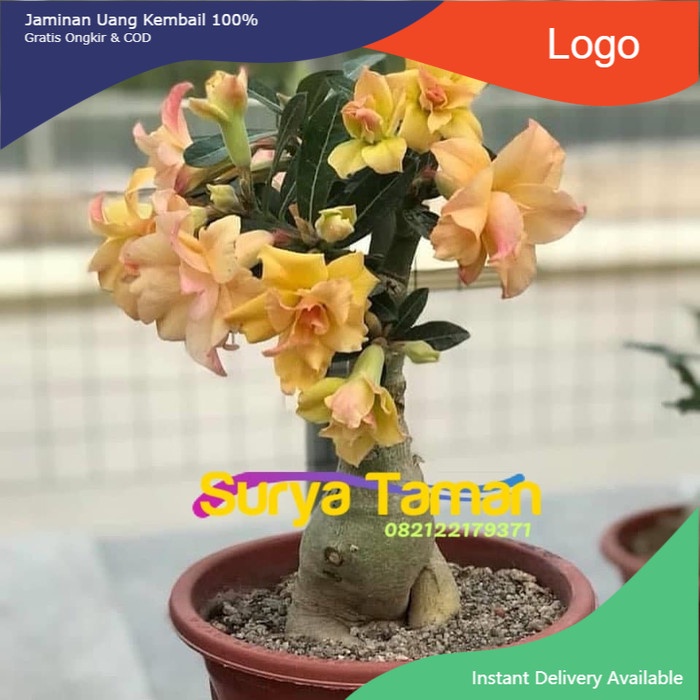 Tanaman Adenium Bunga Tumpuk-kambija Jepang Bunga Tumpuk-Adenium