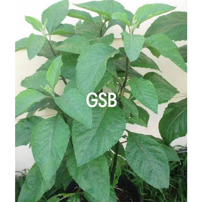 

Daun afrika segar daun afrika selatan per 100 lembar petik langsung