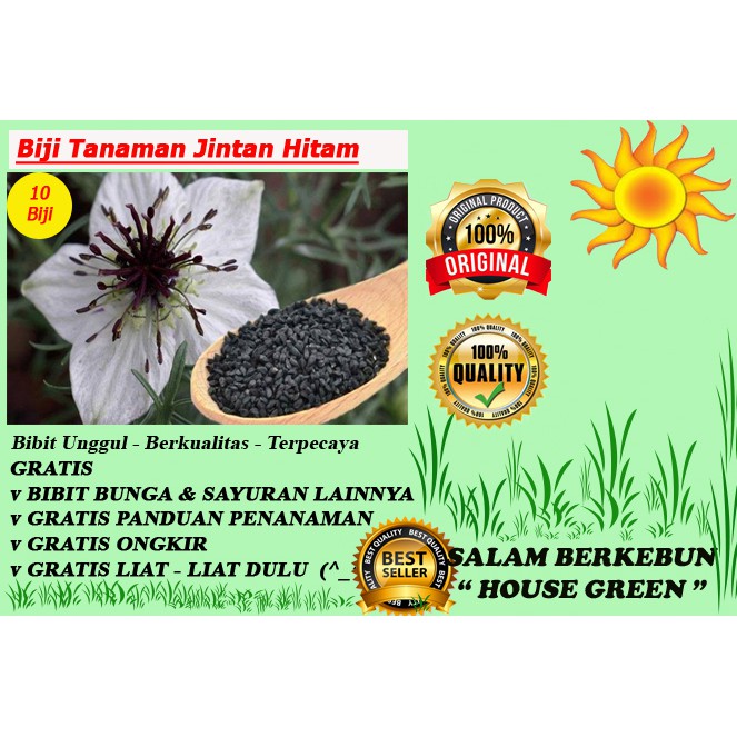 Bibit Tanaman Jintan Hitam Isi 10 Biji