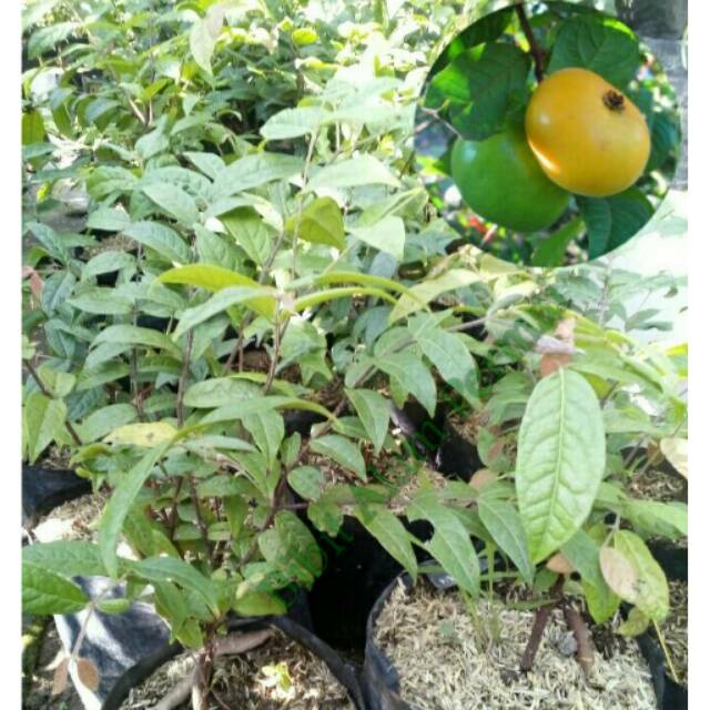 Bibit Tanaman Buah Araza