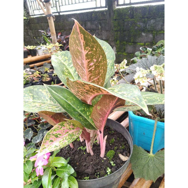 aglonema big roy rumpun 5