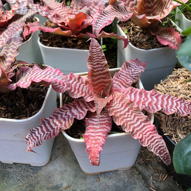 Tanaman hias bibit bromelia merah