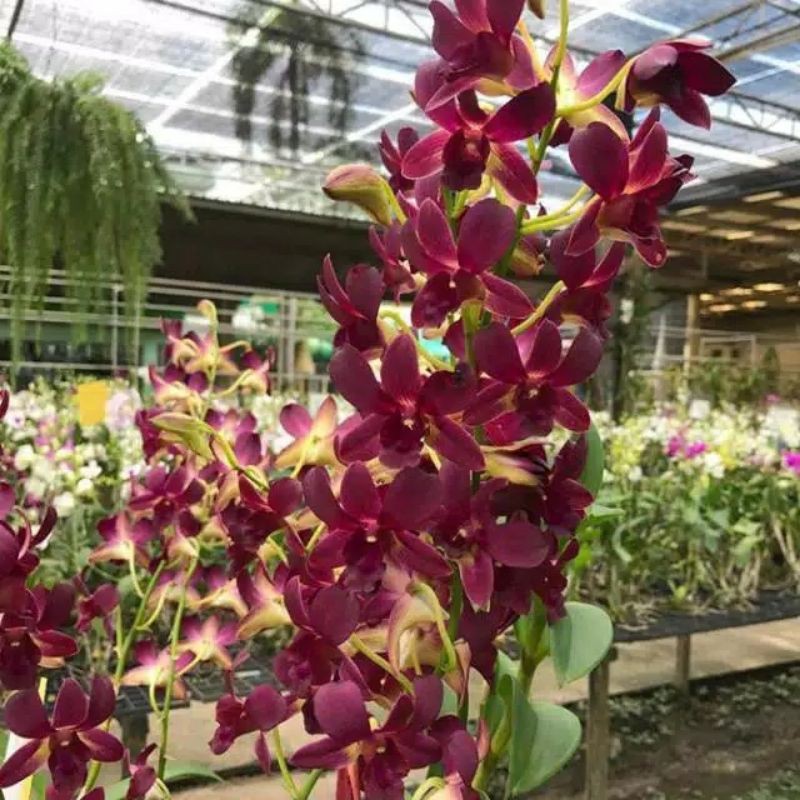 Anggrek Dendrobium Coyote red