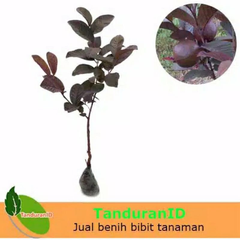 bibit jambu biji australia