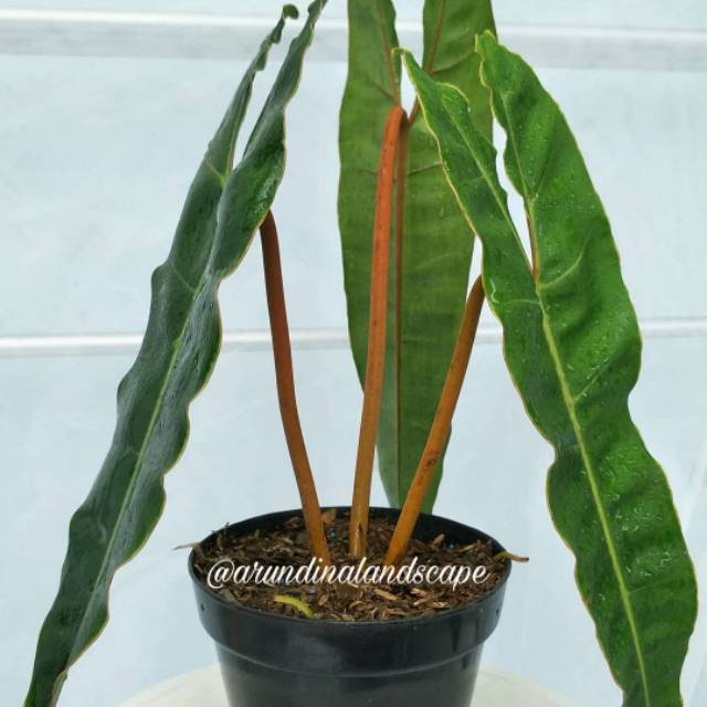 Tanaman hias philodendrun kabel busi - tanaman hias philodendrun kabel busi