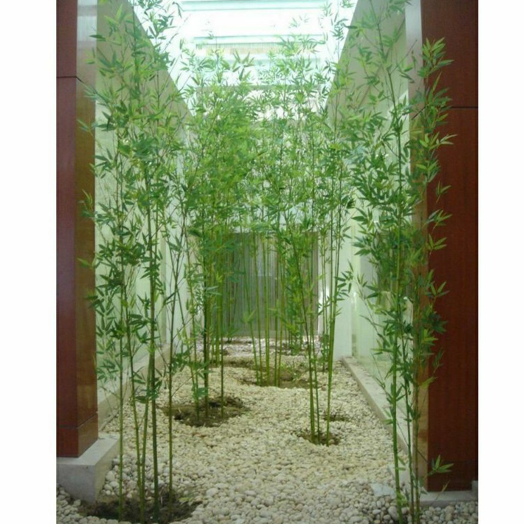 Bibit Bambu Jepang Bambu hias mini tanaman bambu jepang siap tanam