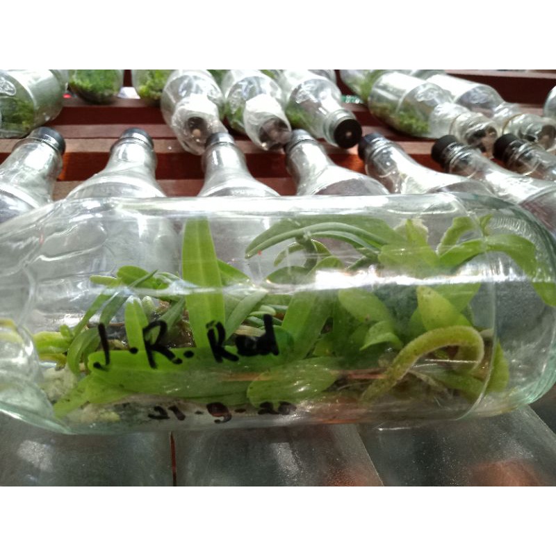 bibit botolan anggrek rhyncostylis gigantea red