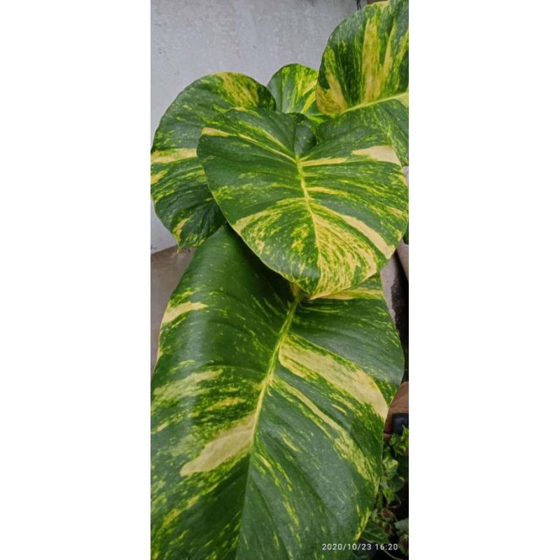 tanaman hias sirih gading daun besar/sirih gading jumbo