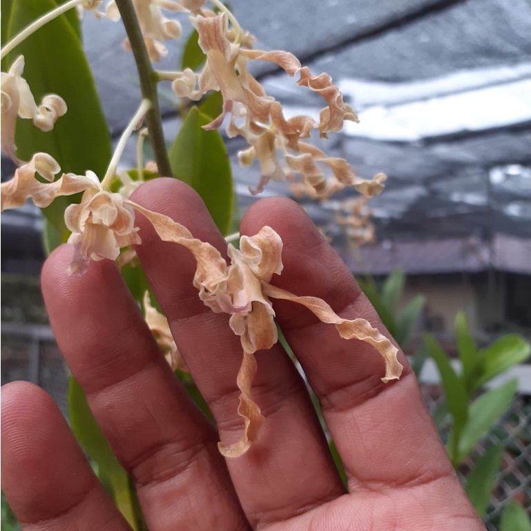 [ REMAJA  ] Dendrobium Discolor Merauke