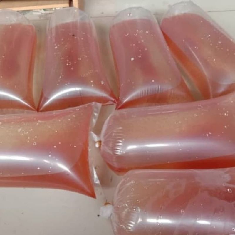 

Kutu air Fresh