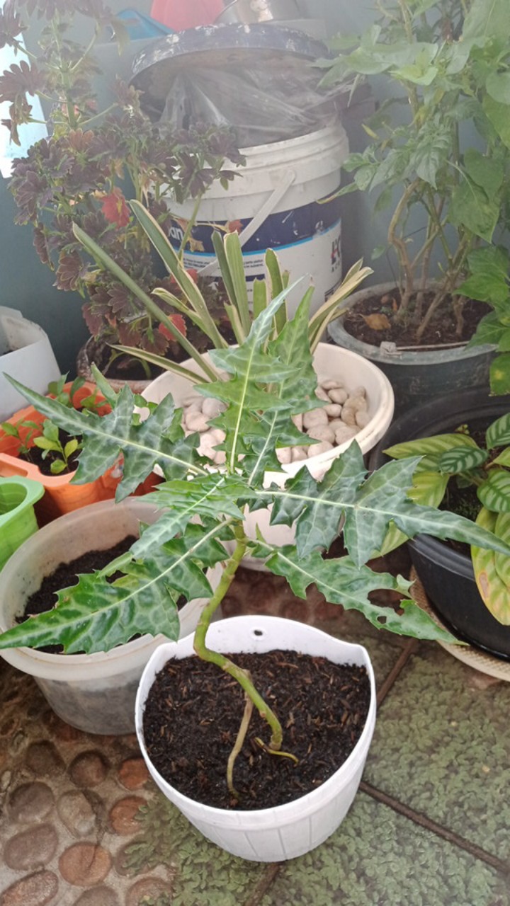 Tanaman Hias  Calathea Berduri Tanaman Hias