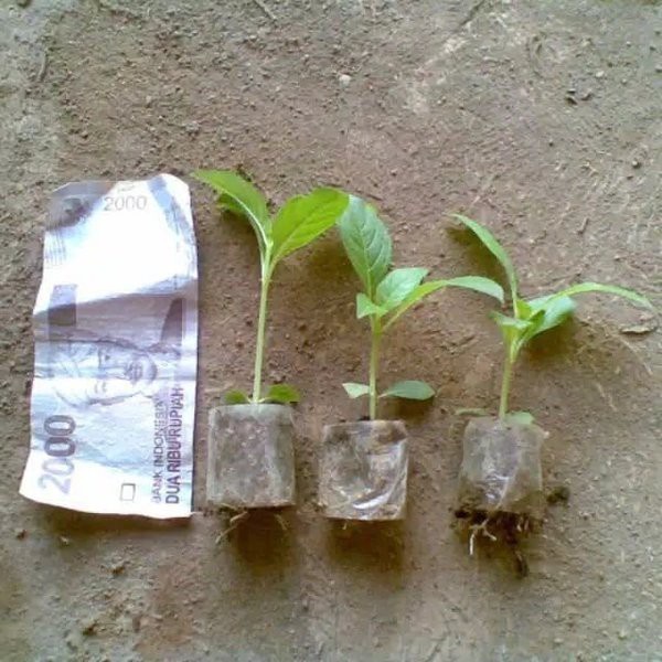 PLASTIK POLYBAG PP SEMAI 6 x 8 Per 750 Lembar