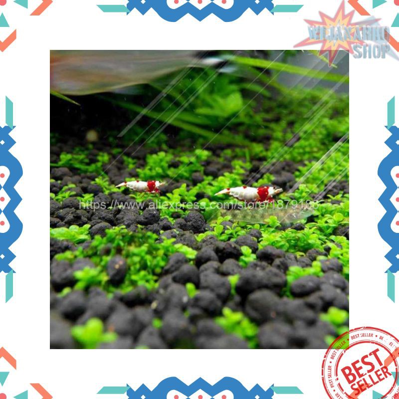 Bibit Rumput Air Dekorasi Aquarium Landscape Ornament - H0027 HBI11