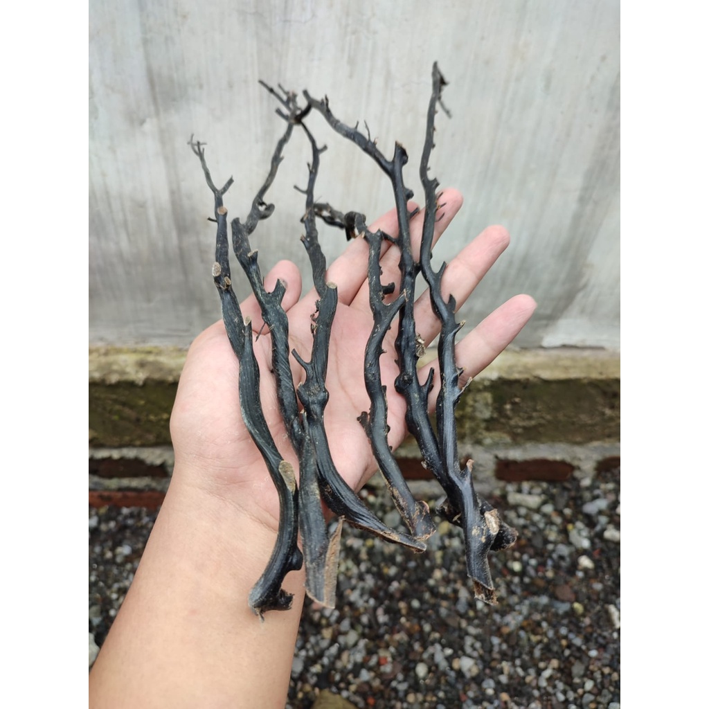 HD - Bahan Akar Bahar Hitam Asli Berkualitas