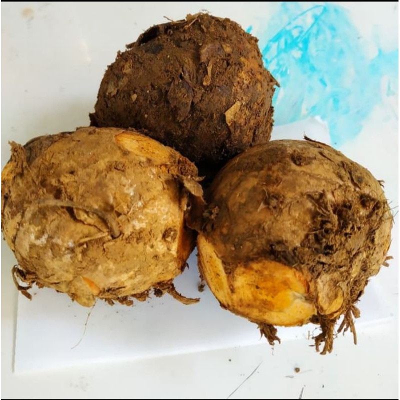 

Temulawak Segar 1kg