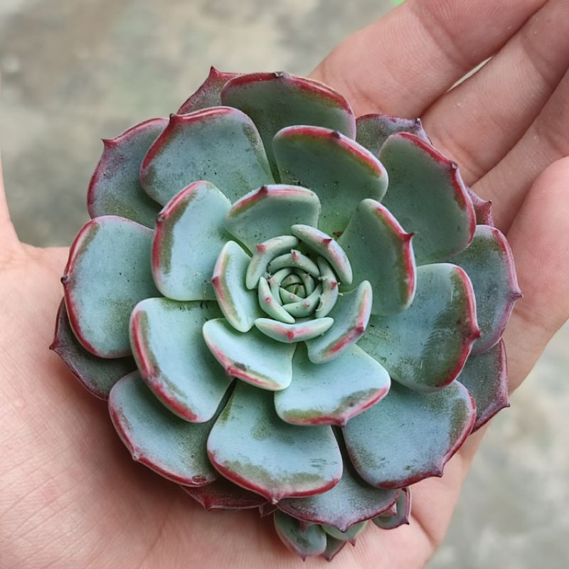 Echeveria laurensis medium/ Echeveria import/Echeveria laurensis