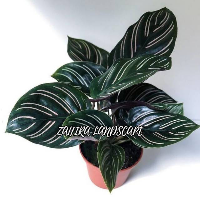 Tanaman Hias Calathea - Calathea Ornata - Meranti - Kalatea Ornata