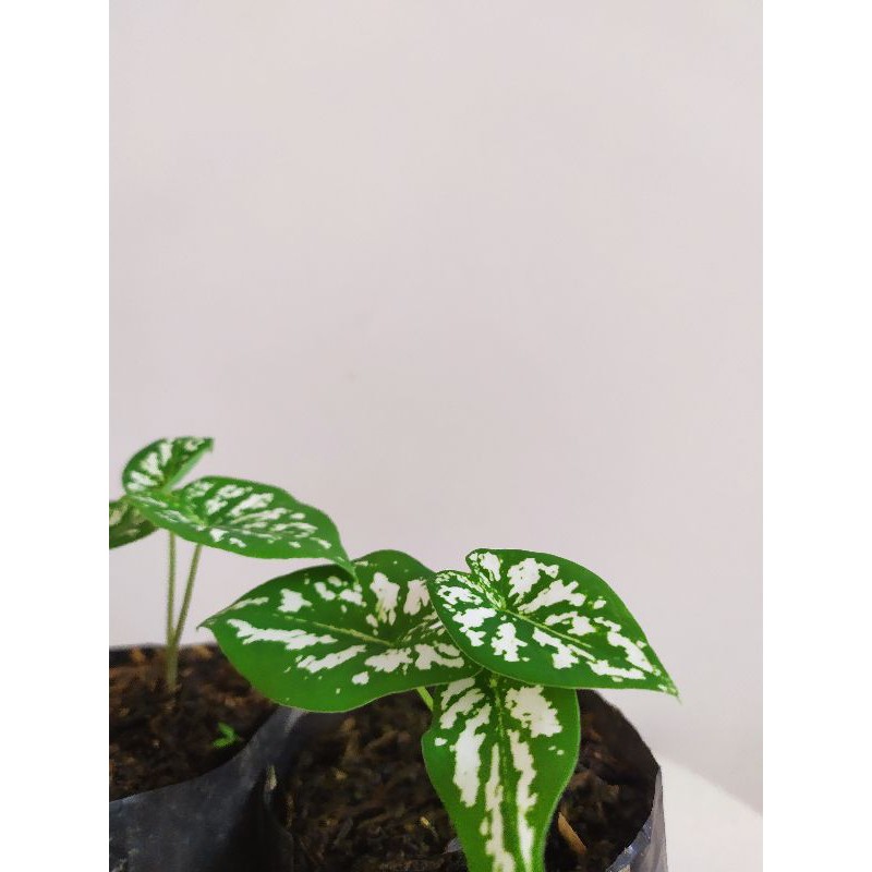Tanaman Hias • Caladium Liliput • Keladi mini • Keladi Liliput