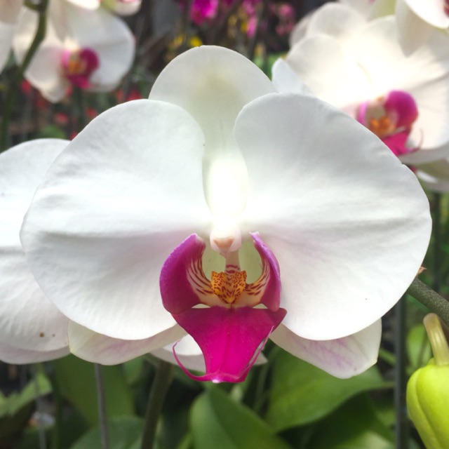 Terbaru 24 Gambar Tanaman Anggrek Bulan  Gambar Bunga Indah Terbaru 24 Gambar Tanaman Anggrek Bulan  Gambar Bunga Indah