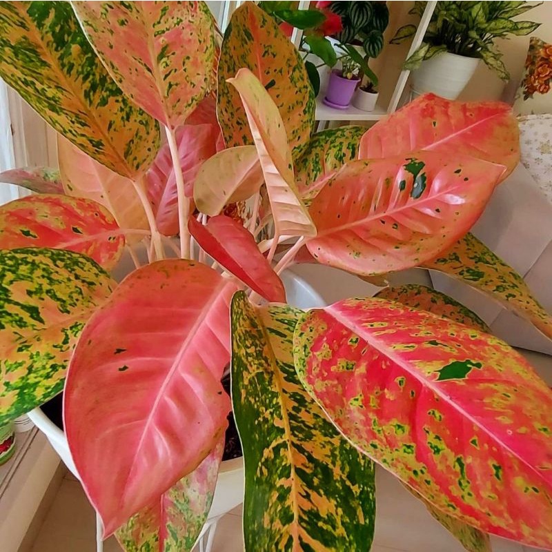 Aglaonema big roy mutasi / Aglonema big roy florist nursery/ Aglonema big roy (Tanaman hias aglaonem