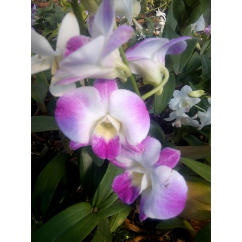 Anggrek Dendrobium Dewasa Berbunga Mix