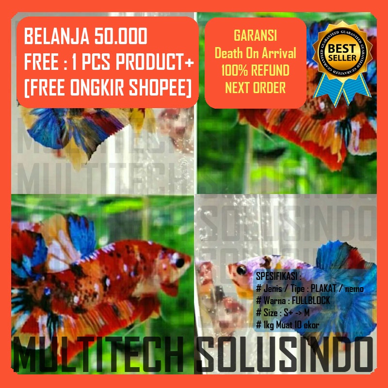 Anakan burayak ikan cupang nemo candy emerald galaxy male jantan full block full color