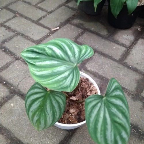 READY TANAMAN PHILODENDRON PLOW MANIINARROW TANAMAN BUNGA HIAS PHILODENDRON