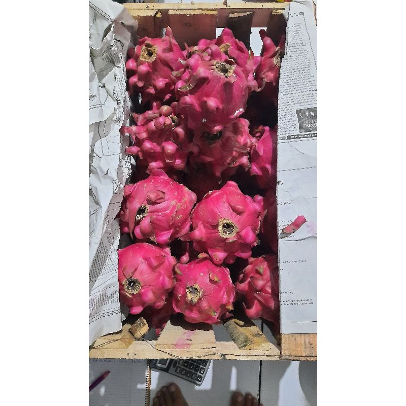 

Buah naga