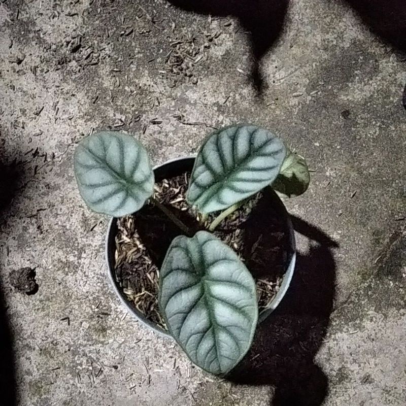 aglonema red queen, dragon silver, ruby dinamit