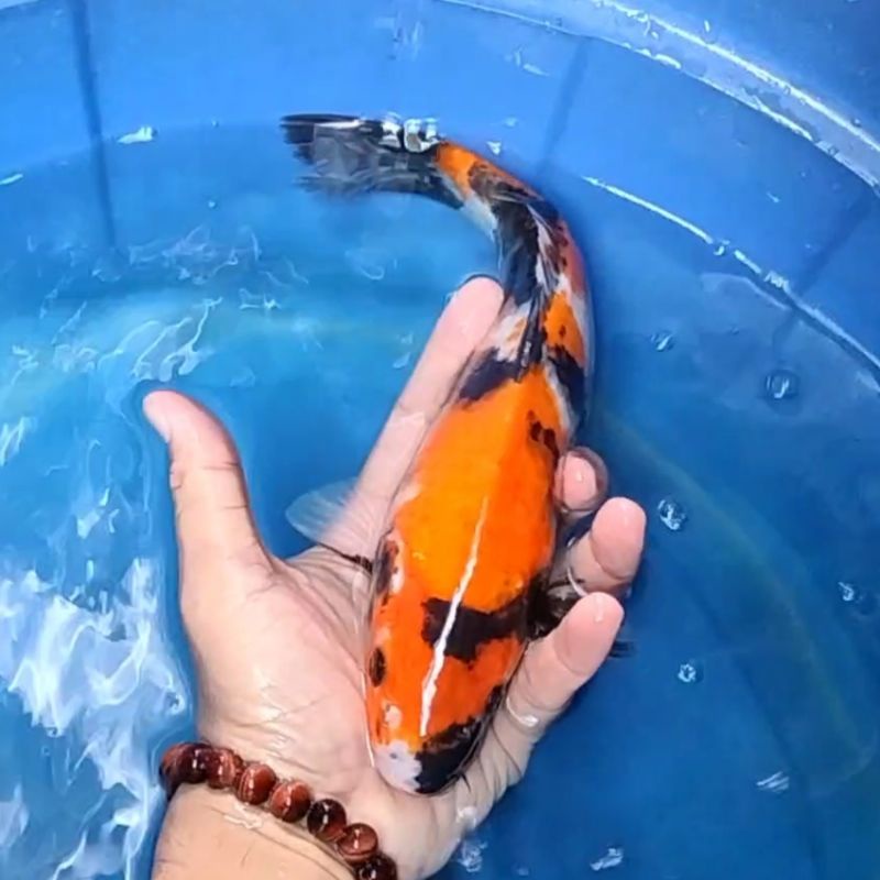 Ikan Koi F1 / Dari Indukan Import / Rumah Koi Jakarta / kode 0019
