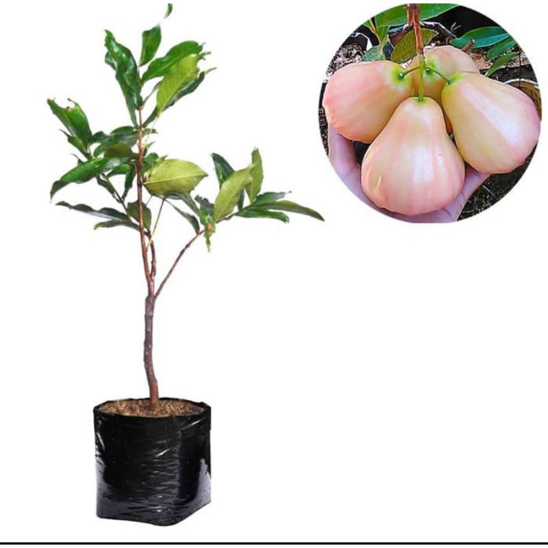 bibit jambu air King rose | pohon jambu air king rose