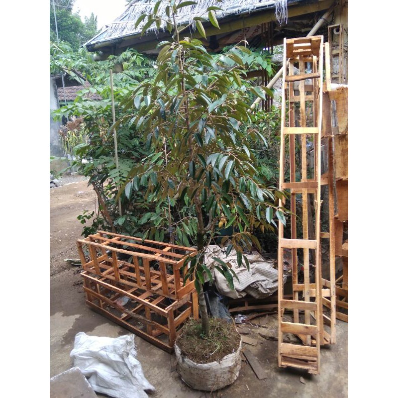 [Dongkelan] Bibit Durian bawor tinggi 1,7 sampai 2 meter