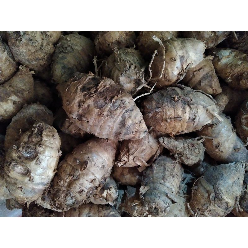 

100 gr empu kunyit/biang kunyit/induk kunyit segar