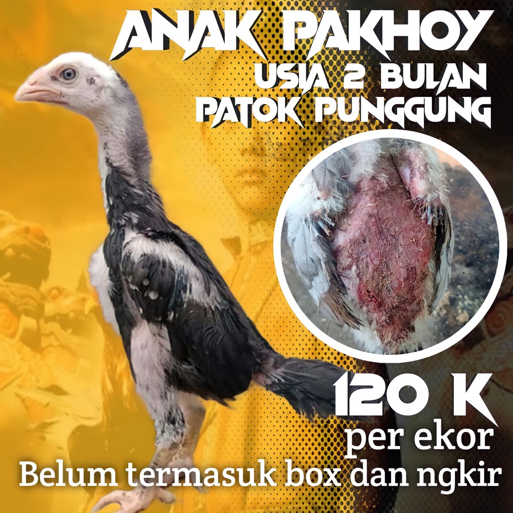 Anak ayam Bangkok Pakhoy original Usia 2 Bulan