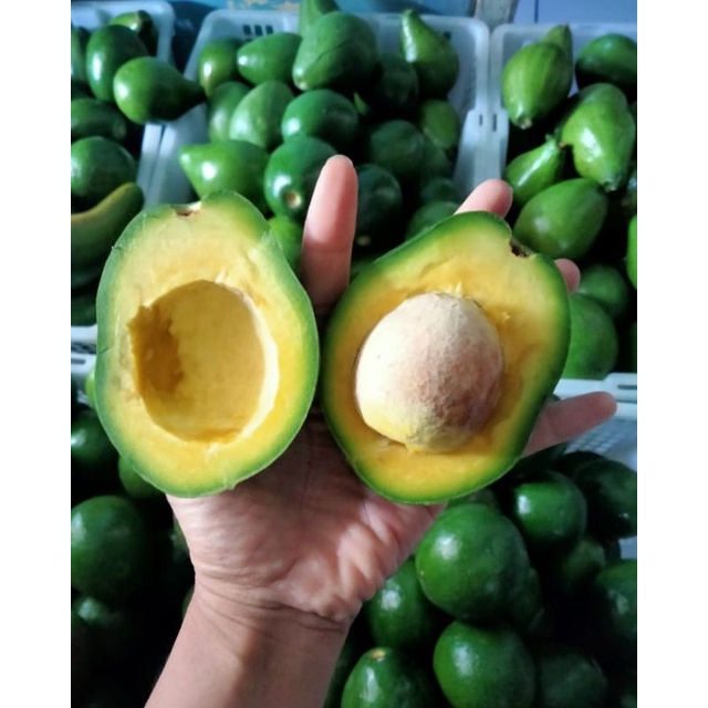 

1 KG ALPUKET MENTEGA MURIA