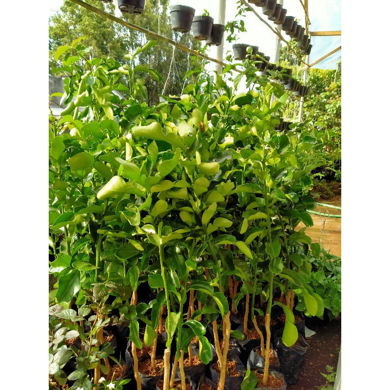 Bibit Pohon Jeruk Purut Jeruk Bumbu Besar