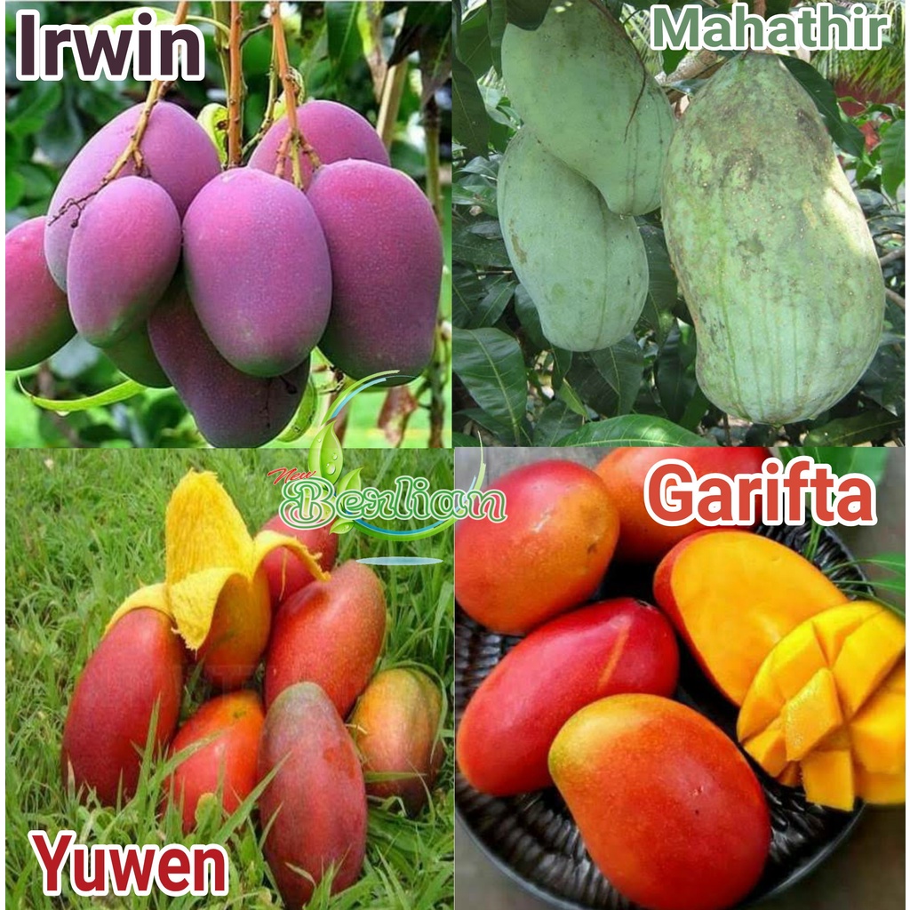 Satu paket (isi 4) bibit mangga super (irwin yuwen Mahatir garifta)
