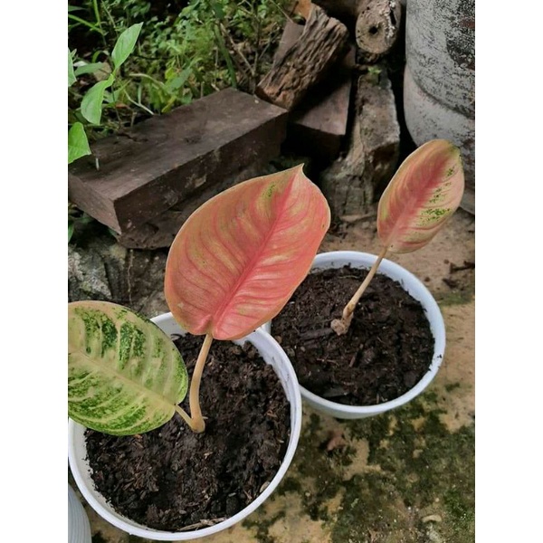 Aglonema Romantic Love Baby/anakan