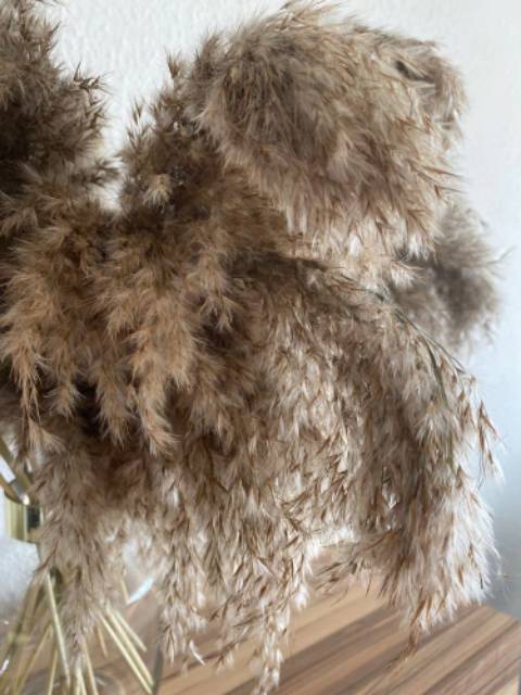 Brownie feather pampas - pampas - pampas bulu halus