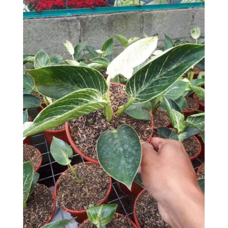 tanaman hias philo birkin / philo birkin