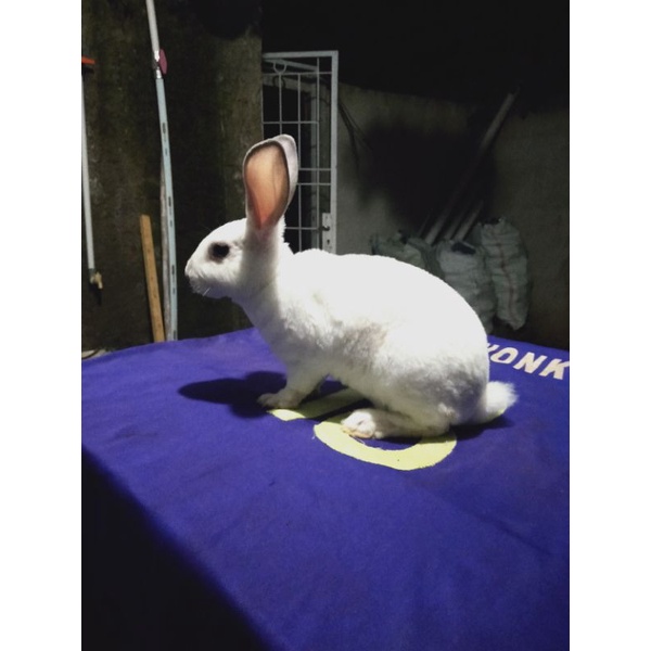 Kelinci Rex bulu karpet anakan betina (3).