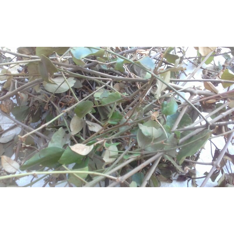 

benalu alpukat /atou manganeh alpukat pres 500gram