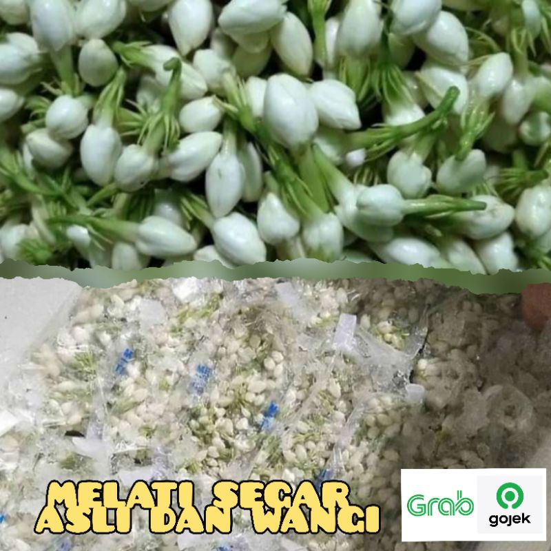 melati putih asli dan segar 350 gram