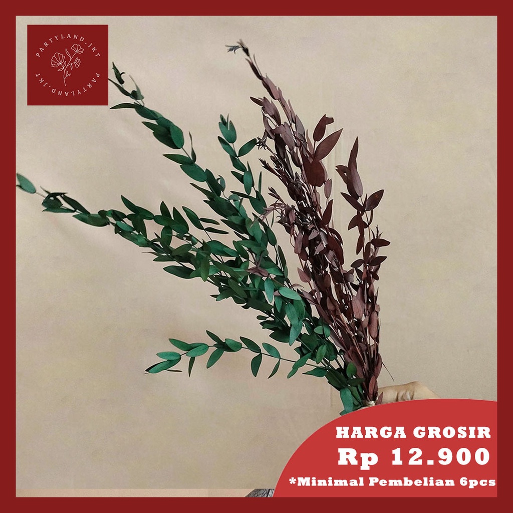 Preserved Gunni Eucalyptus Daun Kering Asli Import Dekorasi Rumah