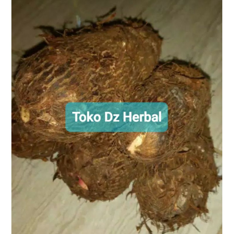 

Umbi talas pulen original 1 kg-az
