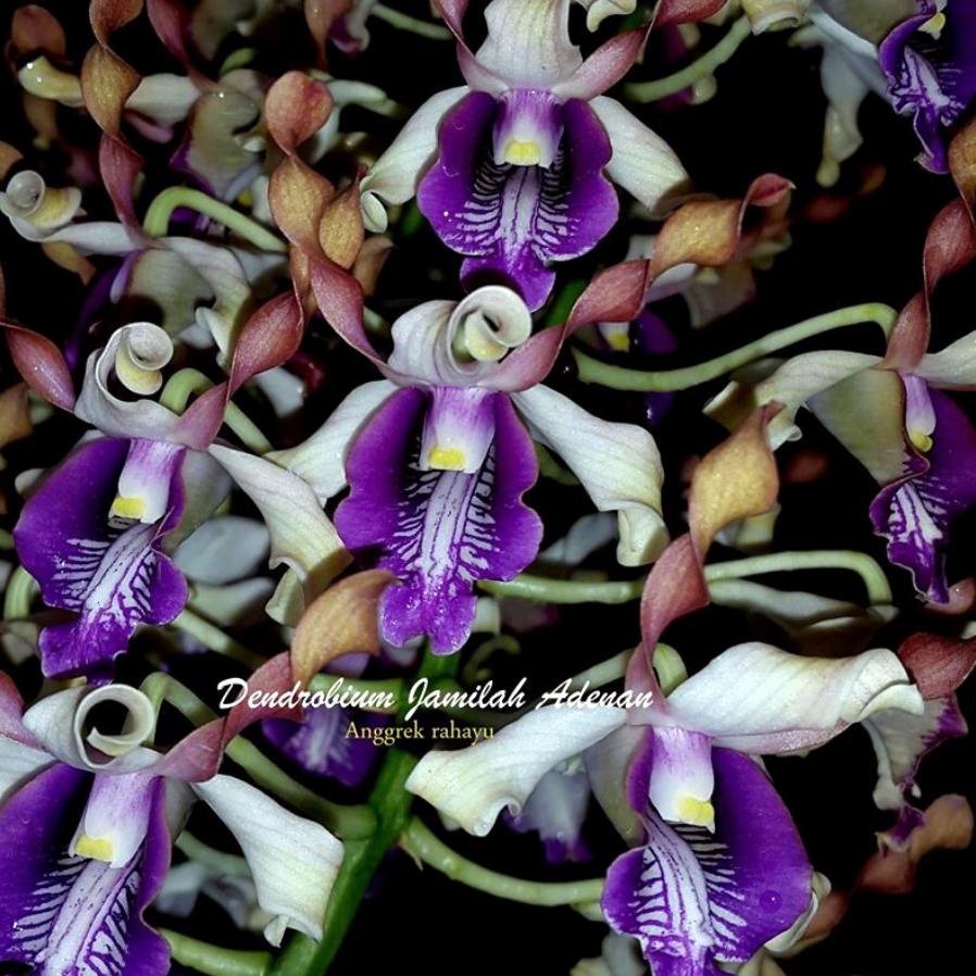 Recomended.. Anggrek Dendrobium Keriting Hias Hibrid Seedling Jumbo Pra Remaja Usia 10 sampai 12 Bul