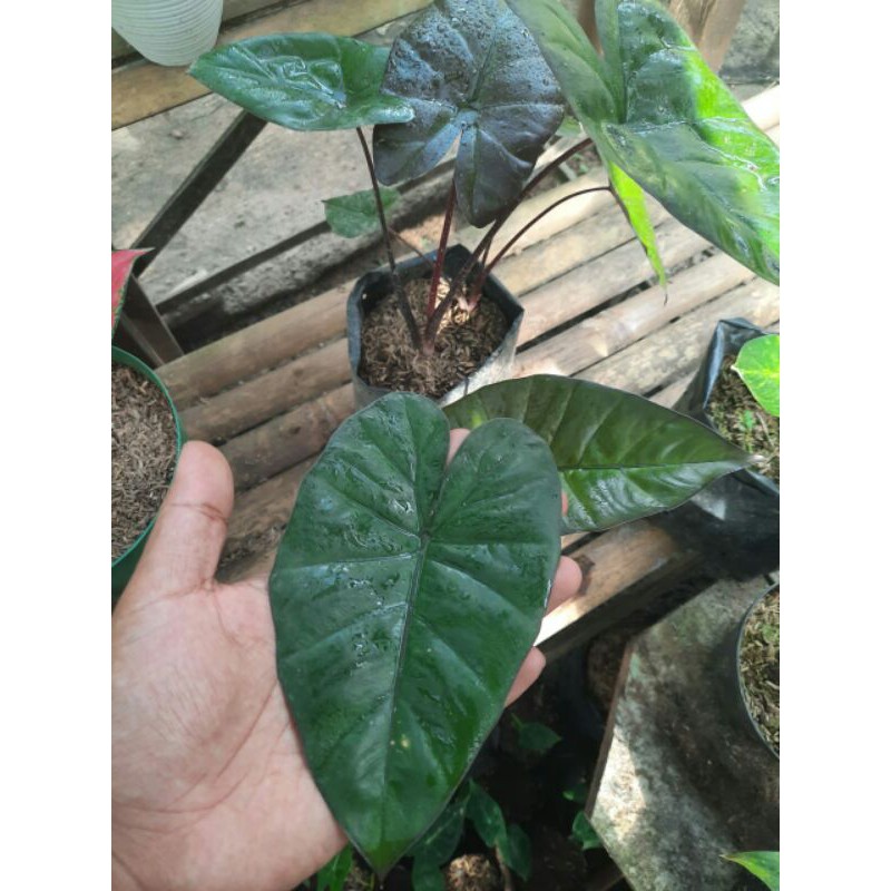 (Murah) Keladi Black/Keladi Sante Hitam