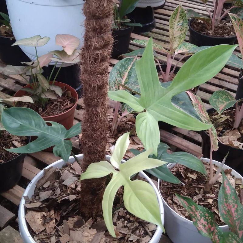 Tanaman hias florida kuku Bima- philodendron Florida ghost  varigata .